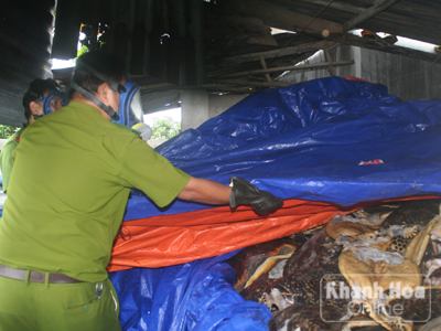 Bên dưới lớp bạt này là hàng trăm con rừa biển lớn vẫn còn tươi.