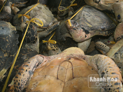 Hàng trăm con rùa biển lớn đã khô, đang được chế tác để mang đi bán.  