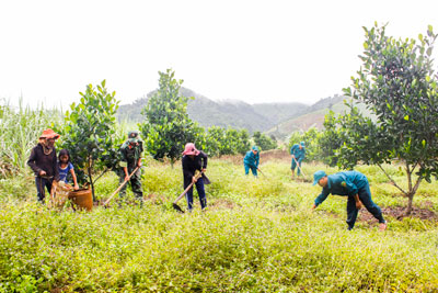 Cán bộ, chiến sĩ lực lượng vũ trang huyện Khánh Vĩnh giúp bà con xã Khánh Phú làm vườn.