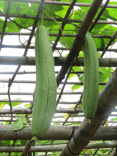 Chữa ung thư, tiểu đường từ loại cây bầu bí