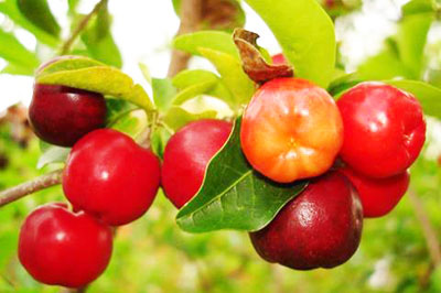 Làm đẹp với quả sơ ri