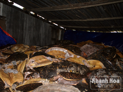 Kho xác rùa biển được phát hiện hôm 19-12 vừa qua.