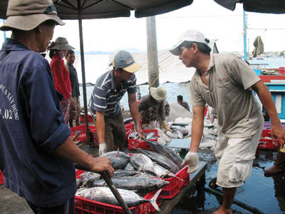 Giá dầu giảm, giá cá cũng giảm theo.