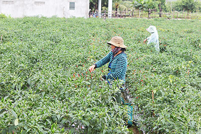 Chuyển đổi cơ cấu cây trồng là hướng đi để nâng cao thu nhập cho người dân xã Diên Lâm.