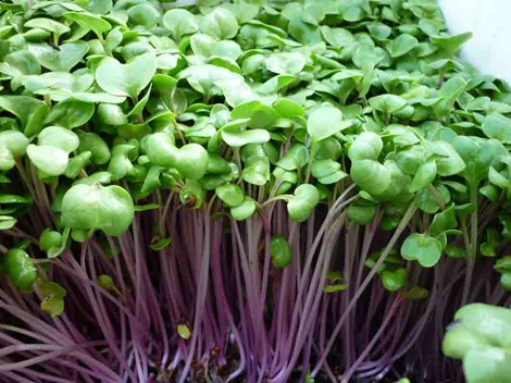 Giá trị dinh dưỡng trong rau mầm cao gấp 5 lần rau trưởng thành. Hình minh họa