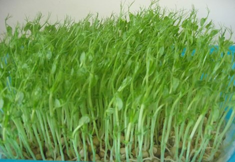 Các chất trong rau mầm giúp hệ tiêu hóa hoạt động tốt. Ngoài ra còn giúp ngừa tiểu đường, ung thư... Hình minh họa