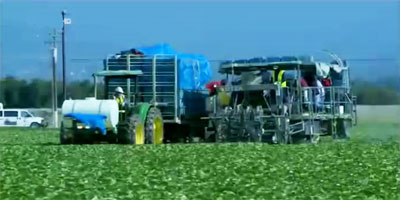 Thú vị với máy thu hoạch xà lách