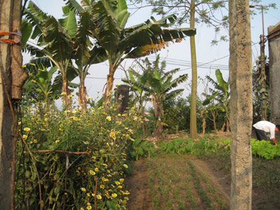 Nhớ mảnh vườn quê