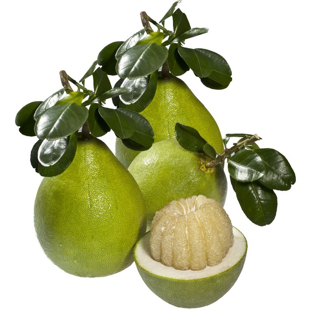 Những vị thuốc từ thiên nhiên