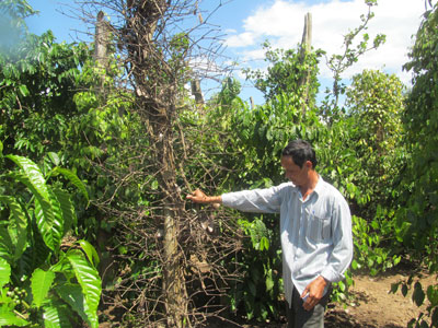 Bệnh chết nhanh chết chậm gây hại cây tiêu. 