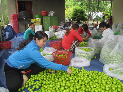 Táo Cam Thành Nam được người tiêu dùng ưa chuộng.