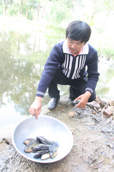 Nuôi cá rô đầu vuông: Nỗi lo đầu ra