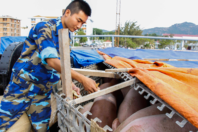 Chiến sĩ chăm sóc đàn heo để đưa ra đảo