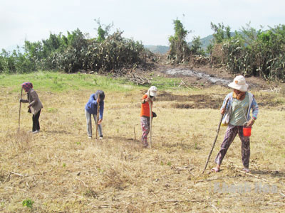 Phương thức canh tác “phát, đốt, chọc, tỉa” vẫn còn áp dụng tại Cam Thịnh Tây.