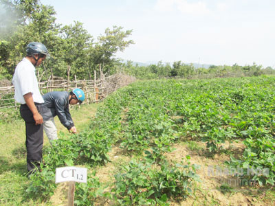 Mô hình mới xen keo kết hợp cây ngắn ngày đang phát huy tác dụng trên đất bạc màu.