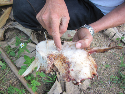 Quyết tâm giảm thiểu thiệt hại vụ chuối Tết