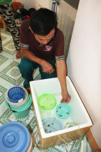 Tôm hùm giống được mùa