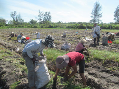 Rộn ràng mùa thu hoạch từ đồng trên đến bãi dưới.