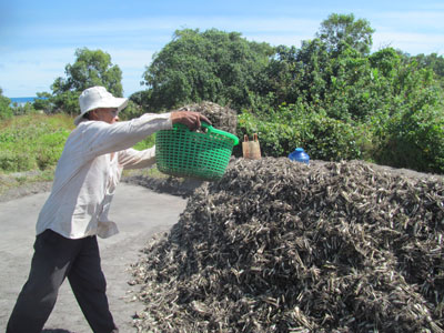 Và chất đống chờ xe tải đến chở