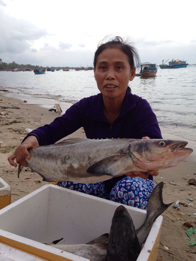 Ngư dân Vạn Ninh đang lao đao vì cá chết hàng loạt.