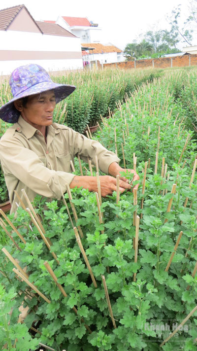 Ông Tặng đang chọn nụ cho các cây cúc.