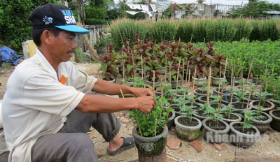 Nhiều chủ vườn trồng thêm các chậu cúc tiểu để kiếm thêm thu nhập.