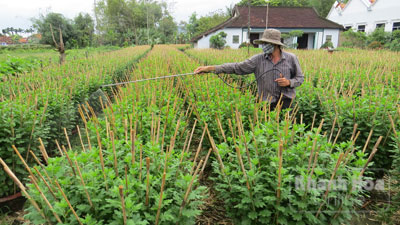 Các chủ nhà vườn tưới nước, bón phân cho các chậu cúc