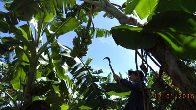 Xã Thành Sơn: Chuẩn bị vụ chuối Tết