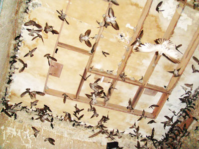 Hướng đến phát triển bền vững nghề nuôi chim yến