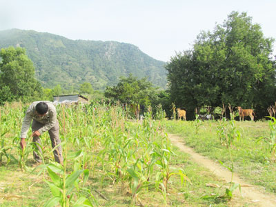 Giá nông sản giảm mạnh