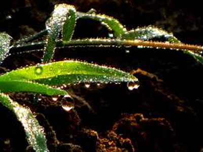 Mưa bụi - mưa xuân