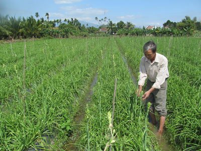 Hy vọng mới cho làng hoa huệ Ninh Trung