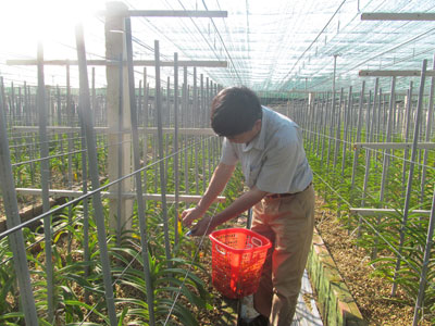 Nhiều giống lan nhiệt đới mới được đưa vào trồng thử nghiệm tại Trung tâm.