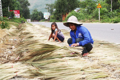 Cây đót mất mùa gây thất thu cho người dân xã Sơn Thái.