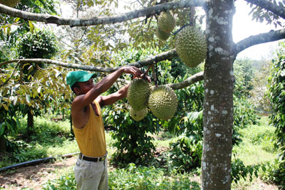 Một người Raglai gương mẫu