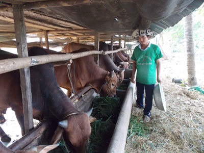Chăn nuôi đang là thế mạnh giúp người dân Vạn Bình vươn lên thoát nghèo, làm giàu chính đáng.