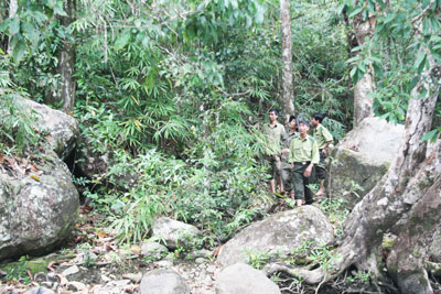 Tăng cường quản lý, bảo vệ rừng trong dịp Tết