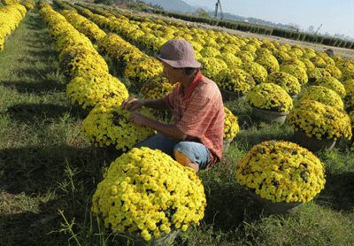 Xuân sớm trên nụ cúc mâm xôi