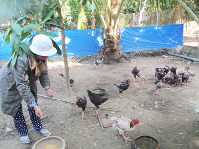 Theo bà Hoa, gà Đông Tảo là đối tượng nuôi mới, hiệu quả.