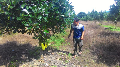 Vườn mít nghệ của anh Cao Việt đã cho lứa trái đầu tiên.