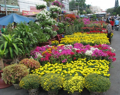 Nông dân Cam Lâm xuất bán hoa Tết