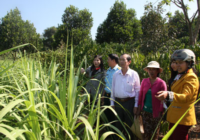 Lãnh đạo các đơn vị trong nhóm đỡ đầu kiểm tra ruộng mía nhận được kinh phí hỗ trợ của nhóm.