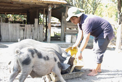 Anh Nguyễn Quốc Thịnh thành công với mô hình kinh tế vườn - ao - chuồng - rừng.