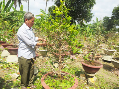 Một chủ vườn đang tuốt lá cho mai.