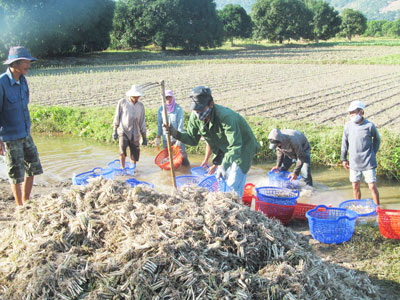 Mùa kiệu Tết kém vui