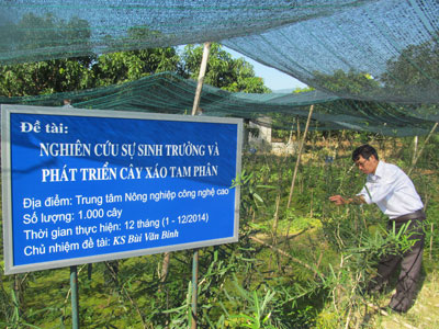 Ông Mai Xuân Thương - Giám đốc Trung tâm Nông nghiệp công nghệ cao cho biết, Trung tâm đã xây dựng được vườn cây đầu dòng xáo tam phân rộng 500m2 với 1.000 cây tại xã Suối Cát (huyện Cam Lâm). Toàn bộ số cây này được lấy từ vùng Hòn Hèo (xã Ninh Vân, thị xã Ninh Hòa) - nơi có xuất phát nguồn gen.