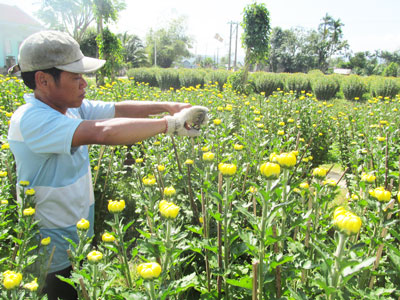 Làng hoa Ninh Giang: 75% lượng hoa Tết đã được tiêu thụ