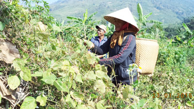 Đồng bào Raglai xã Thành Sơn đang thu hoạch đậu đỏ.