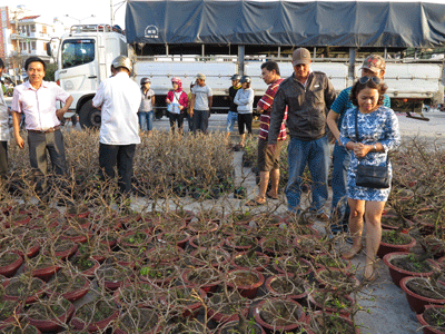 "Tiểu mai" xuống phố