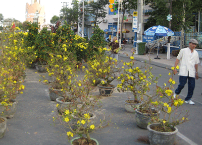 Vietnam Airlines vận chuyển đào, mai Tết Ất Mùi